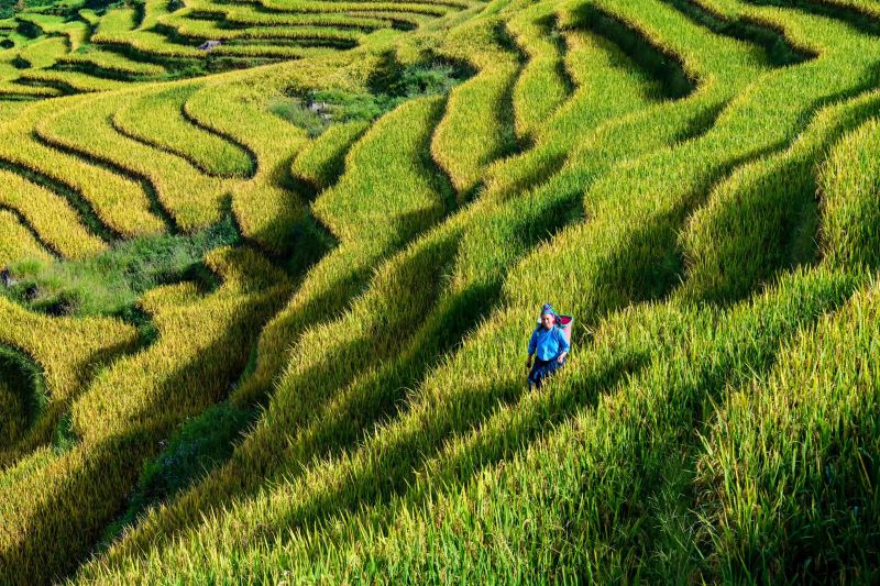 Nếp cái hoa vàng giống cổ bản địa được canh tác hữu cơ tại dãy nũi Tây Côn Lĩnh 2.200 mét